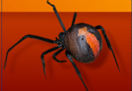 Jim's Pest Control Melbourne... Pic 2 - pest control Berwick VIC 3806