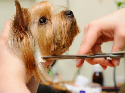 Scruffy Puppy Grooming Salon Pic 1 - For All Your Grooming Needs