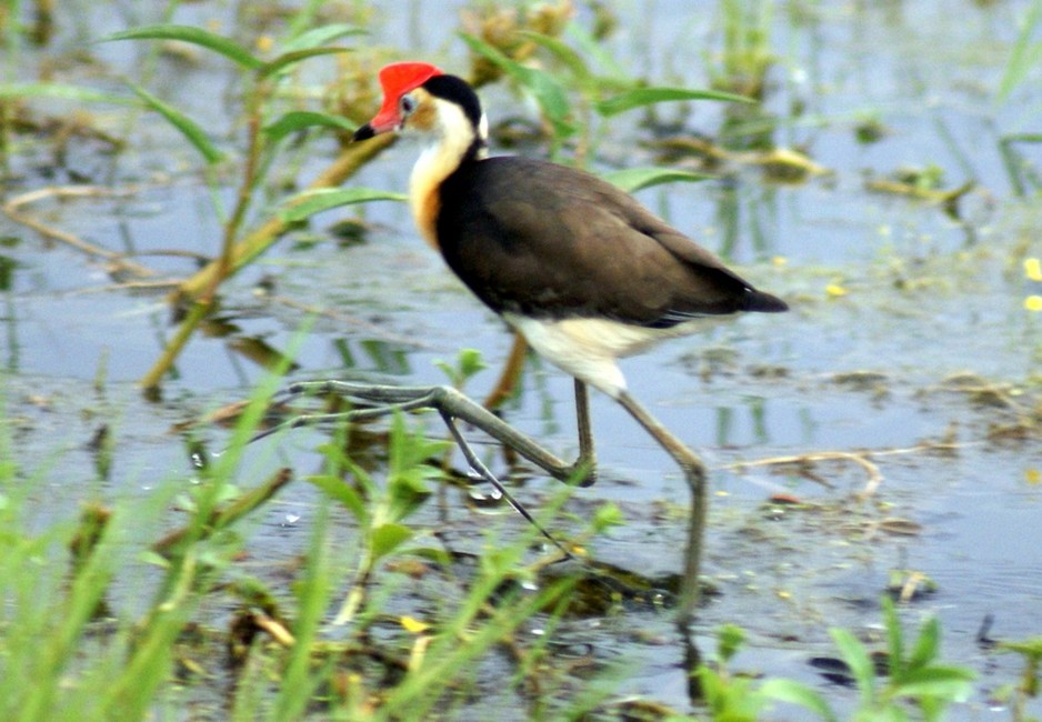 Experience the Wild Pic 1 - Combcrested Jacana at Fogg Dam