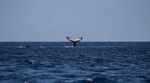 Tox Free Clean Home Services Pic 5 - Eruobodalla Hump Back Whale