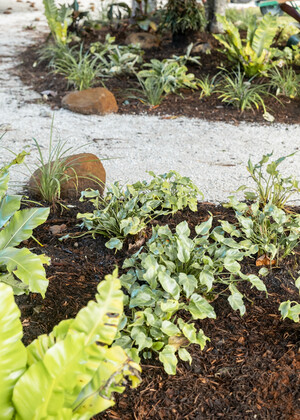 Naturescapes Byron Bay Pic 3 - NatureScapes Landscaping Byron Bay Plant Installation