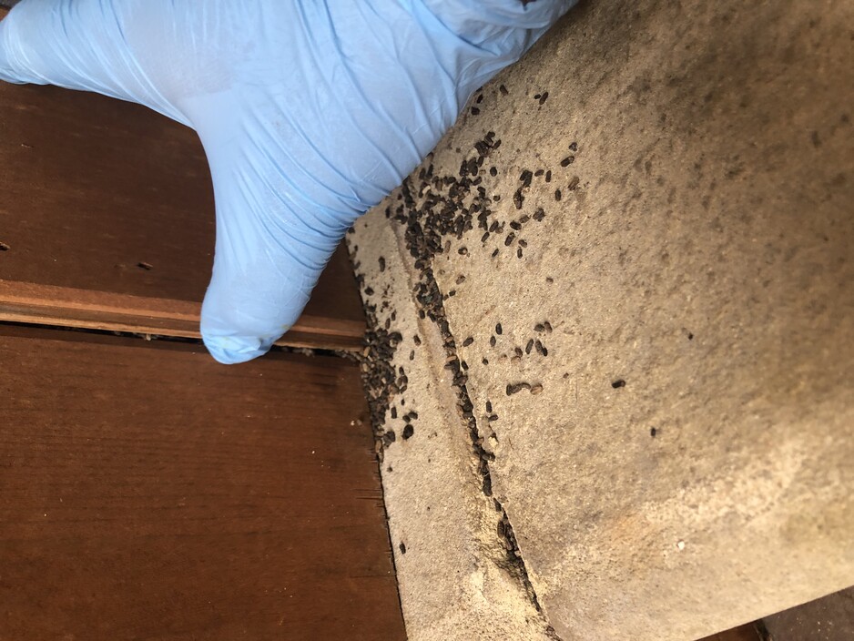 Gladiator Pest Solutions Pic 1 - Termite mudding located