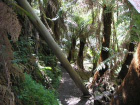 Apollo Bay Backpackers Pic 1 - Rain Forest