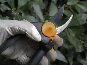 Bluebox Lawnmowing Services Pic 4 - Pruning