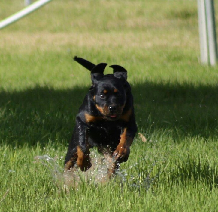 Animal Suds And Pampering Service Pic 1 - Run to make an appointment