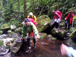 Rainforest Tours Australia Pic 2 - Walking Toolona Creek