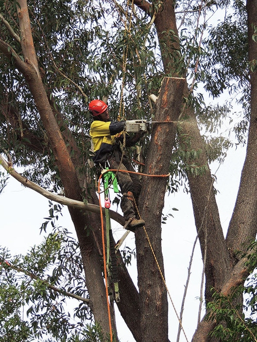 Urban & Bush Tree Services Pic 1 - Arborist at work with personal protective equipment