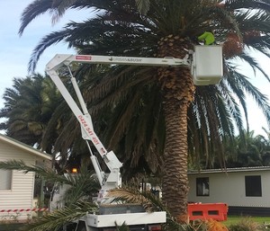 Urban & Bush Tree Services Pic 5 - Preparing palms for transplant Tomakin NSW