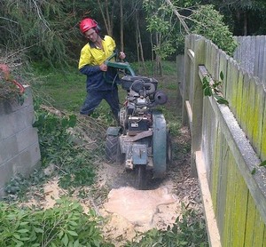 Urban & Bush Tree Services Pic 3 - Stump grinding in confined space Tuross Head