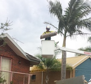 Urban & Bush Tree Services Pic 4 - We have the skill and experience to safely remove palms and other trees in close proximity to dwellings