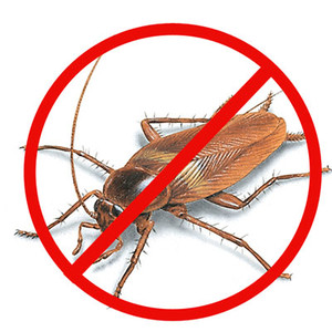 Adelaide Pest Exterminator Pic 4 - Cockroach Pest Control