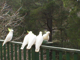 Mooltan House Pic 1 - The cockatoos visit too