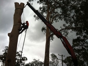 Old Stump Tree Services Pic 4 - Crane Assist