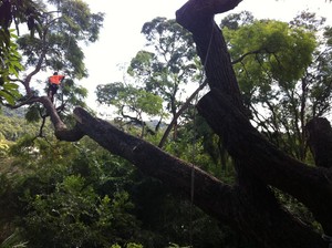 Old Stump Tree Services Pic 3 - Out there