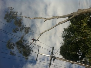 Old Stump Tree Services Pic 2 - Power Line Clearing