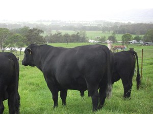 Gloucester Meats Paddock to Plate Pic 4 - Breeding stock