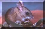 Nature Education Centre Pic 1 - hopping mouse