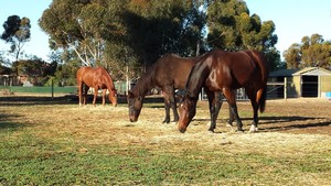 Equine Psychotherapy SA Pic 5