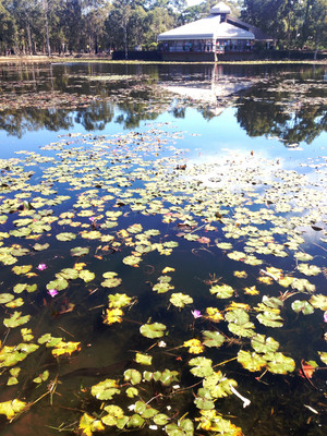 Brisbane Entertainment Centre Pic 5 - The lilly pond is full of turtles a few eels at the BEC