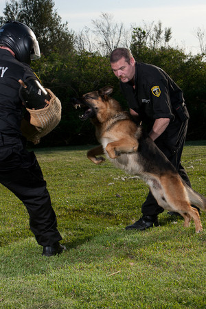 Anchor Security Pic 5 - One of Anchor Securitys trained ProtectionGuard Dogs