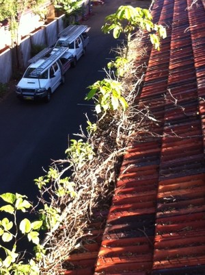 ABC Guttering Cleaning Pic 2 - Before ABC Gutter Cleaning