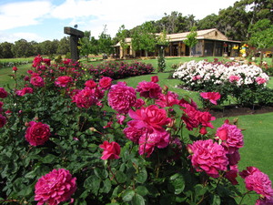 Laurance Wines Pic 2 - Laurance Cellar rose garden