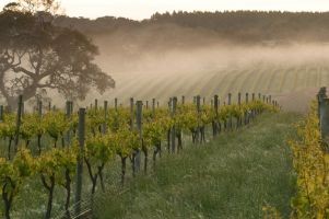 Laurance Wines Pic 1 - Vineyard at Laurance of Margaret River