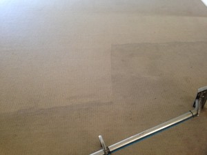 Accredited Carpet Care & Pest Management Pic 2