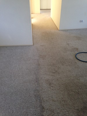 Accredited Carpet Care & Pest Management Pic 4