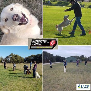 Instinctual Canine Pic 4 - Obedience one on one training group training behaviour training walking and daycare