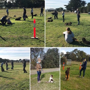 Instinctual Canine Pic 5 - We hold group training sessions to support our client learning to calmly interact with other dogs and people