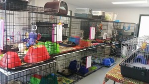 Noah's Ark Pet Resort Pic 4