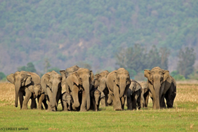 Mantra Wild Adventures Pic 1 - Go on Safari at the foothills of the Himalayas