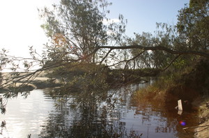 Australian Coastal and Marine Ecology Pic 5 - Excellence in Aquatic Health Monitoring