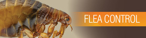 JPC Pest Control Adelaide Pic 5 - fleas pest control