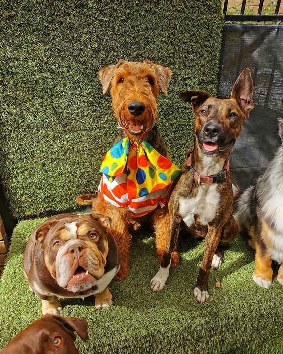 Kip Thomastown Dog Daycare Pic 1