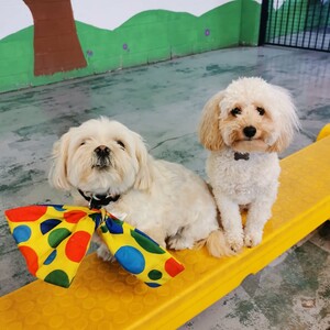 Kip Thomastown Dog Daycare Pic 3