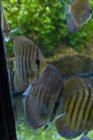 AquaMart Pic 5 - aquamart discus