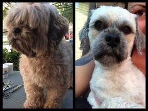 K9Kate s Pampered Pets in Werrington Downs Sydney NSW Pet