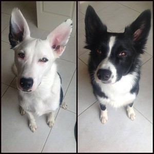 K9 kate's shop pampered pets