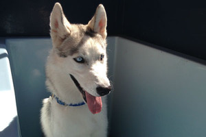 K9 kate's pampered pets discount