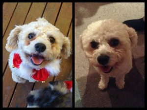 K9 kate's pampered pets 2025