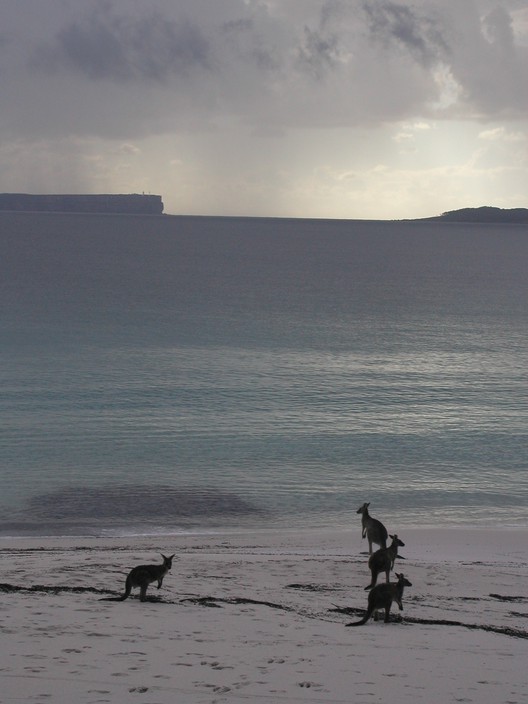 Huskisson Bed and Breakfast Pic 1 - kangaroos on jervis bay beach at dawn steve broadhurst