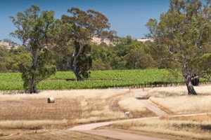 Sutton Grange Winery Pic 4