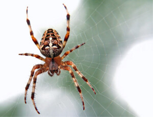 Spider Extermination Melbourne Pic 4