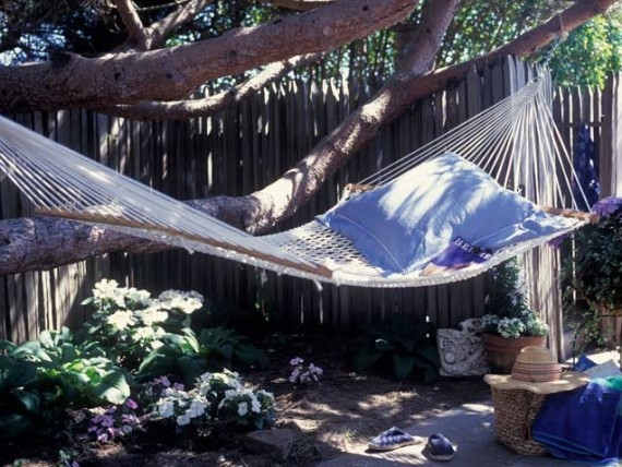 Ben's Backyard Pic 1 - nice hammock in macleod