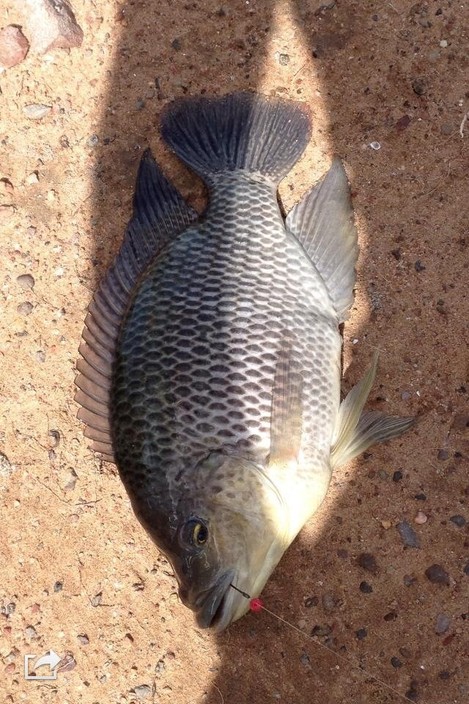 Atkinson Dam Waterfront Caravan Park Pic 1