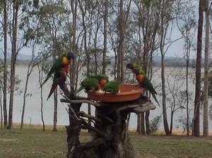 Atkinson Dam Waterfront Caravan Park Pic 4