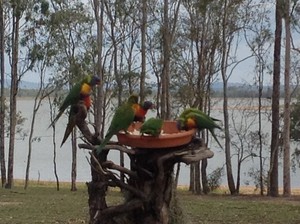 Atkinson Dam Waterfront Caravan Park Pic 3