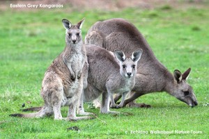 Echidna Walkabout Nature Tours & Wildlife Research Pic 2 - a wild family of Eastern Grey Kangaroos near Melbourne